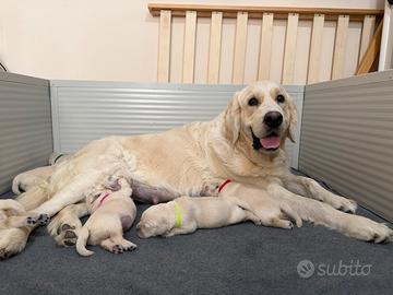 Cuccioli Golden Retriever Inglesi