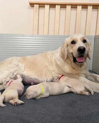 Cuccioli Golden Retriever Inglesi