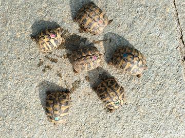 Camilla's Farm: Testudo di Hermann con CITES - Tua