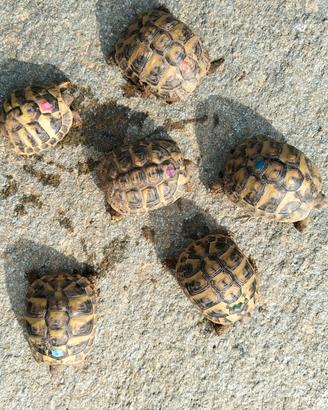 Camilla's Farm: Testudo di Hermann con CITES - Tua