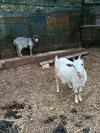 Capretta tibetana con capretto