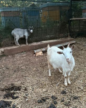 Capretta tibetana con capretto