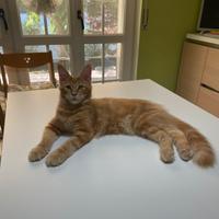 Cuccioli di Maine Coon nati il 5 aprile