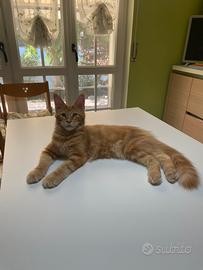 Cuccioli di Maine Coon nati il 5 aprile