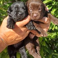 Labrador Retriever cuccioli