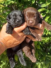 Labrador Retriever cuccioli