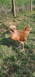 Gallo Padovano