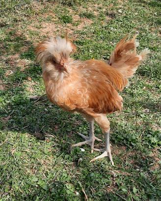 Gallo Padovano