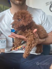 Cucciolo barboncino toy mini red brown