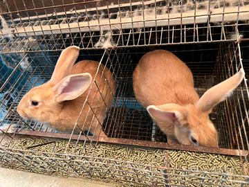 Conigli femmine