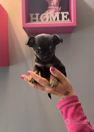 Cucciola di chihuahua