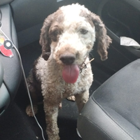 Lagotto da tartufi