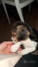 Cucciolo di Beagle
