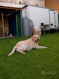 Labrador retrivel