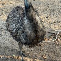 Emù struzzo australiano