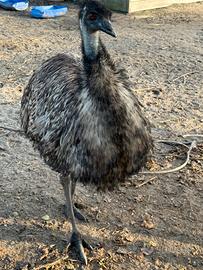 Emù struzzo australiano