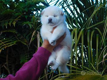 Strepitoso cucciolo Shiba