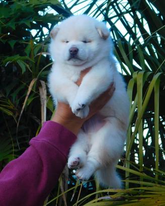 Strepitoso cucciolo Shiba