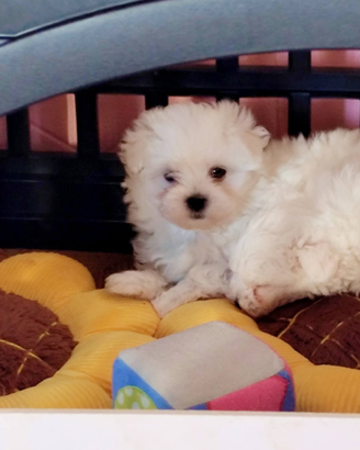 Maltese