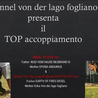 Disponibili Cuccioli, ALTA GENEALOGIA