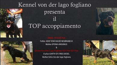 Disponibili Cuccioli, ALTA GENEALOGIA