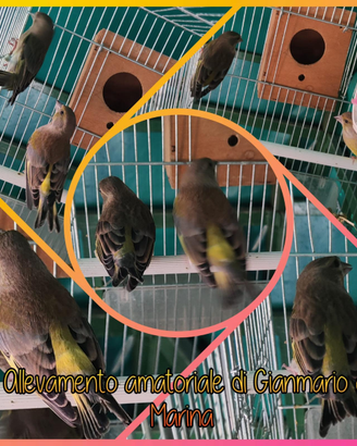 Verdoni coppia