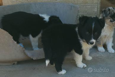 Border collie