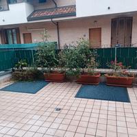 vasi con piante da esterno
