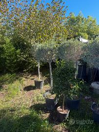 Piante di ulivo e alberi da frutto