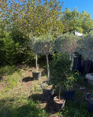 Piante di ulivo e alberi da frutto