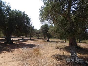 Agro che dista 2 km. da martano(le)