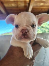 Cuccioli bulldog francese