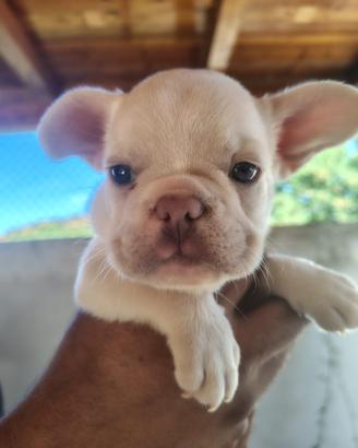 Cuccioli bulldog francese