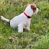 Jack Russell Terrier