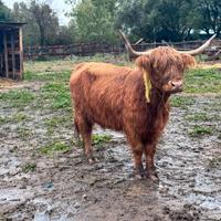 Mucca e Vitella Highlander