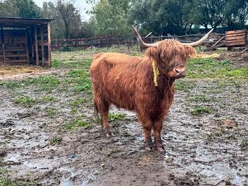 Mucca e Vitella Highlander