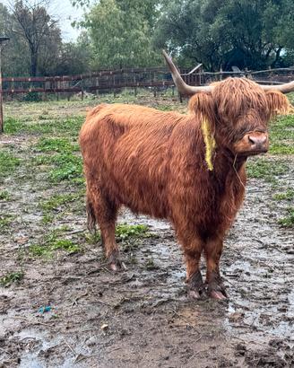 Mucca Highlander