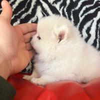 Spitz di pomerania linea coreana Max 18 cm AD