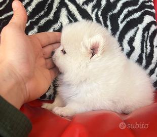 Spitz di pomerania linea coreana Max 18 cm AD