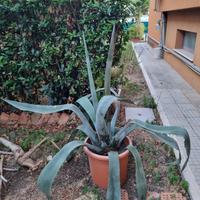 Agave americana in vaso 50cm