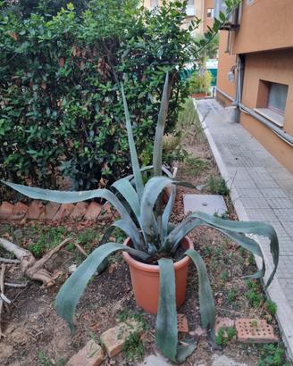 Agave americana in vaso 50cm