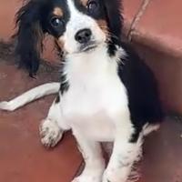 Cuccioli da tartufo/casa