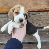 Beagle