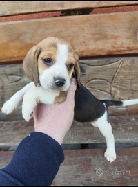 Beagle