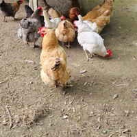 Galline