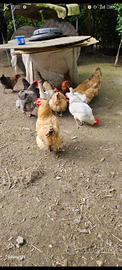 Galline