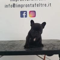 Bouledogue francese bulldog cuccioli pedigree enci