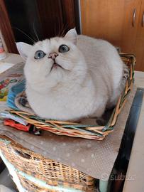 Gattini British Shorthair con pedigree 5mesi