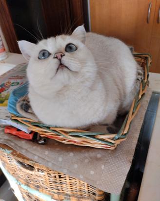 Gattini British Shorthair con pedigree 5mesi