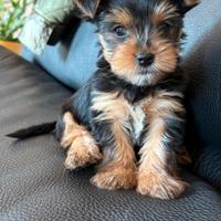 Yorkshire terrier cuccioli